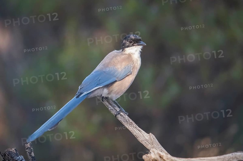 Blue magpie (Cyanopica cooki), Extremadura, Castilla La Mancha, Spain