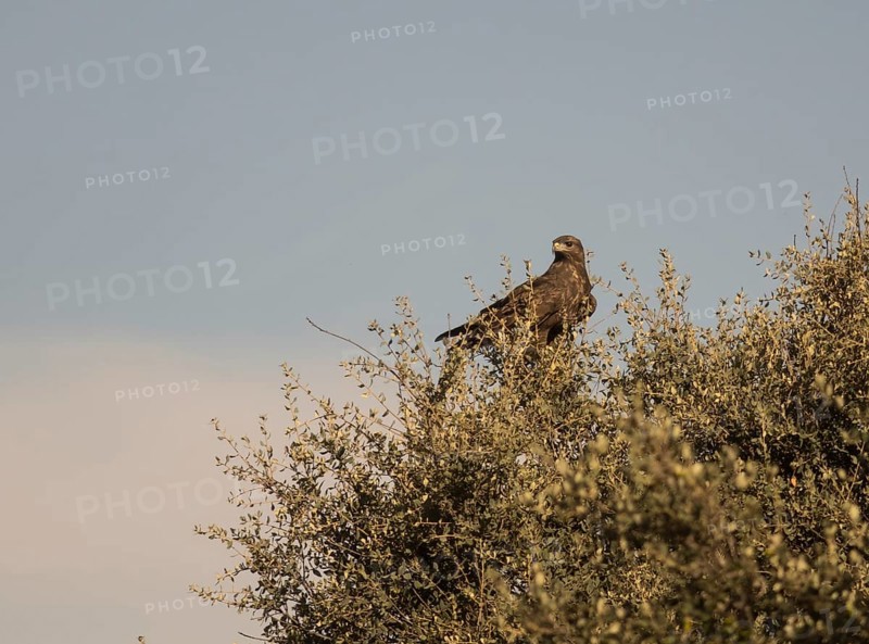 Common buzzard (Buteo buteo), Extremadura, Castilla La Mancha, Spain