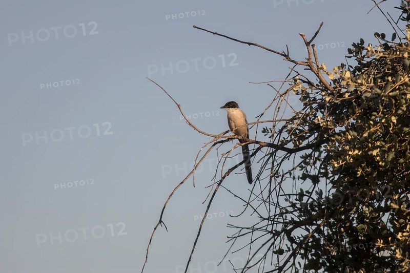 Blue magpie (Cyanopica cooki), Extremadura, Castilla La Mancha, Spain
