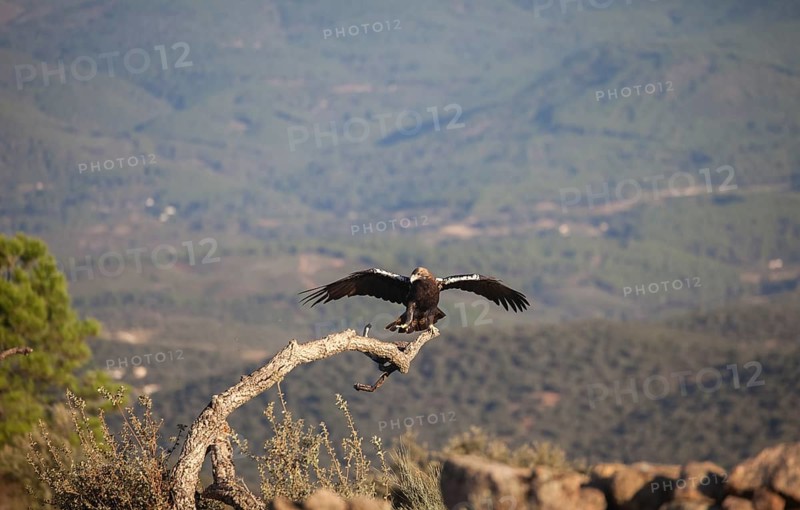 Iberian Eagle (Aquila adalberti), Spanish imperial eagle, Extremadura, Castilla La Mancha, Spain