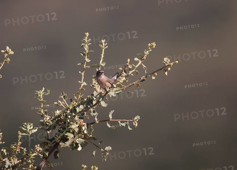 Provence warbler (Curruca undata), Extremadura, Castilla La Mancha, Spain
