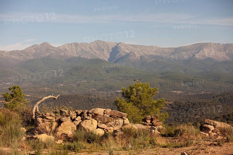 Red kite (Milvus milvus) in the landscape of Extremadura, Castilla La Mancha, Spain