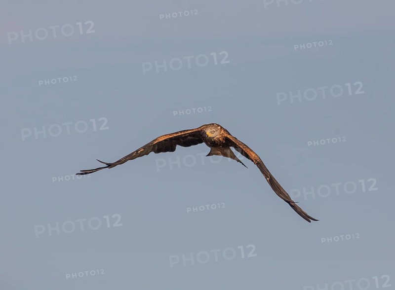 Red kite (Milvus milvus), Extremadura, Castilla La Mancha, Spain