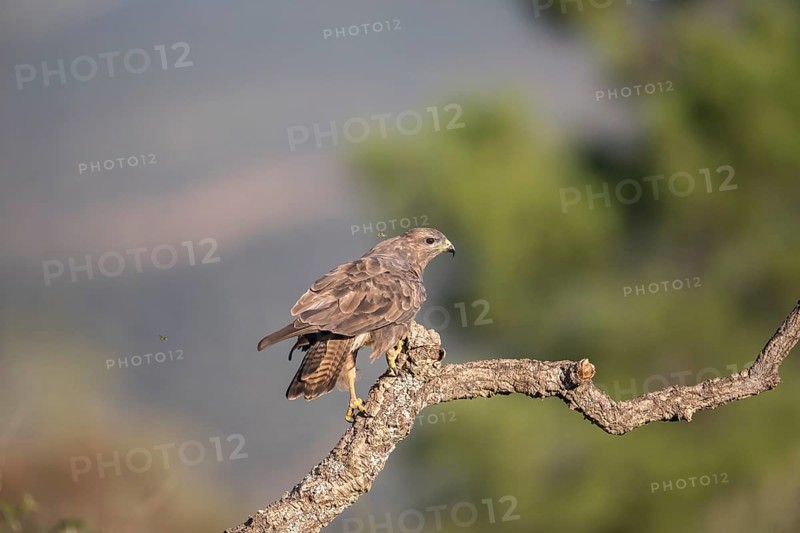 Common buzzard (Buteo buteo), Extremadura, Castilla La Mancha, Spain