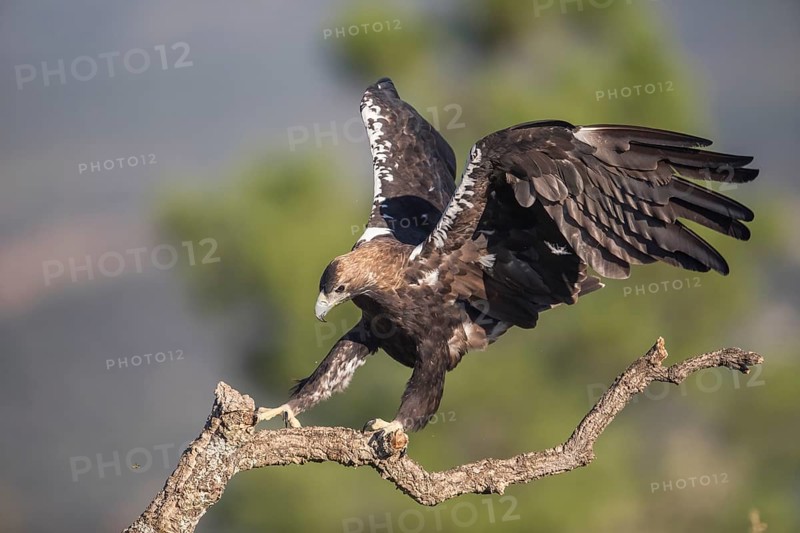 Iberian Eagle (Aquila adalberti), Spanish imperial eagle, Extremadura, Castilla La Mancha, Spain