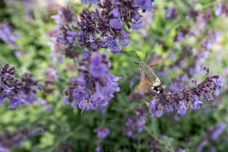 Pigeon tail (Macroglossum stellatarum), Bavaria, Germany