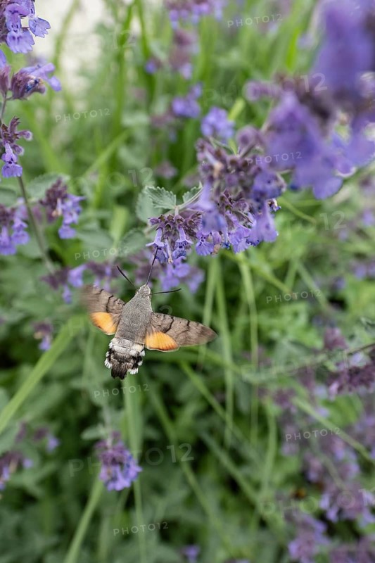 Pigeon tail (Macroglossum stellatarum), Bavaria, Germany