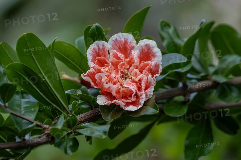 Ornamental pomegranate (Punica granatum), Veneto, Italy