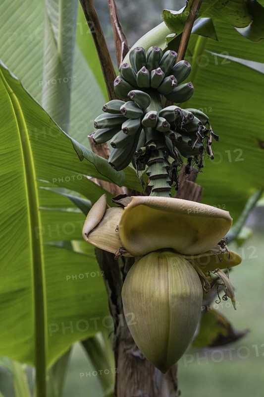 Banana tree (Musa), Lombardy, Italy