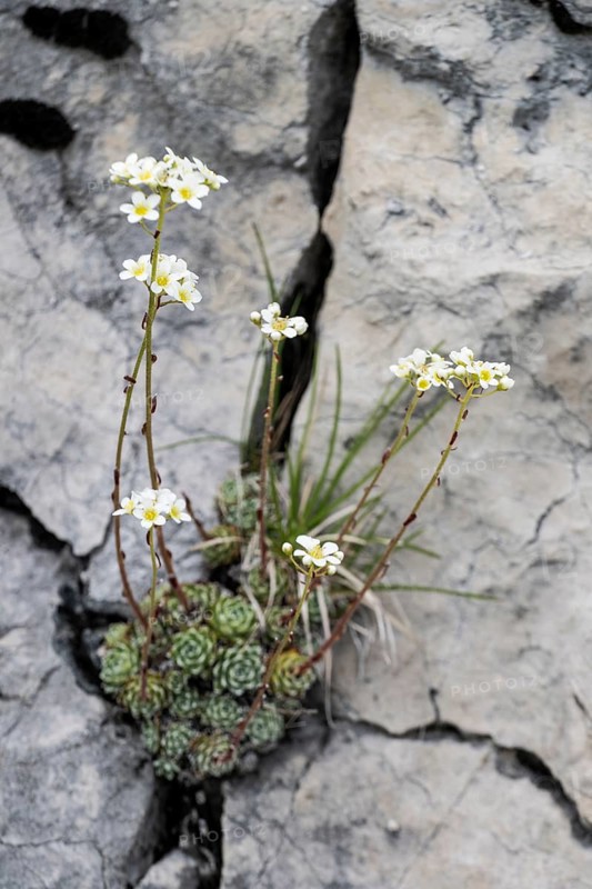 Grape saxifrage (Saxifraga paniculata), Veneto, Italy