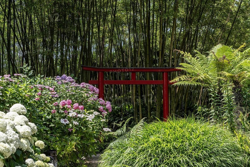 Hydrangea and bamboo (Phyllostachys), Andre Heller Garden, Gardone, Italy