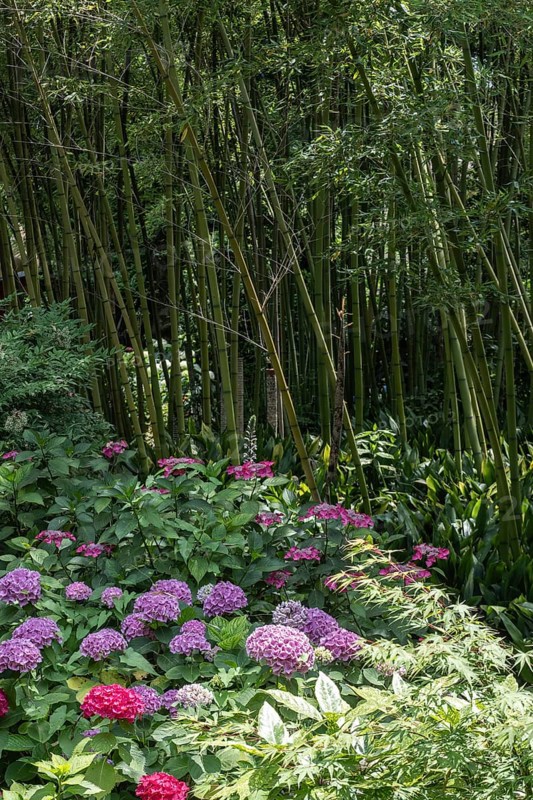 Hydrangea and bamboo (Phyllostachys), Andre Heller Garden, Gardone, Italy
