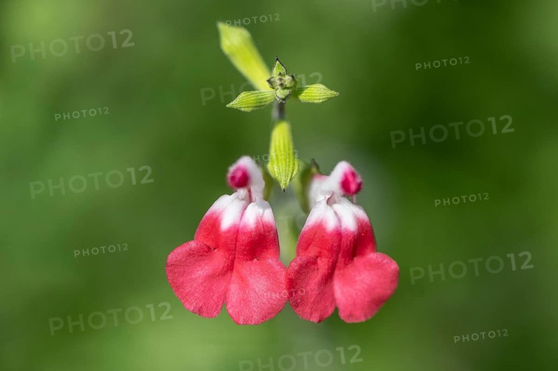 Blackcurrant sage (Salvia microphylla), Lombardy, Italy
