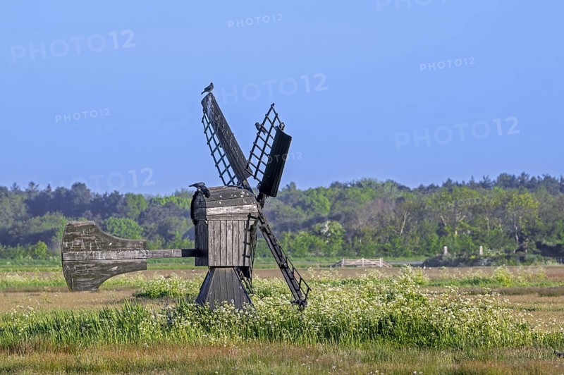 Little wooden meadow mill, small windmill used for drainage of fields and pastures in nature reserve Waal en Burg on the island Texel, Netherlands