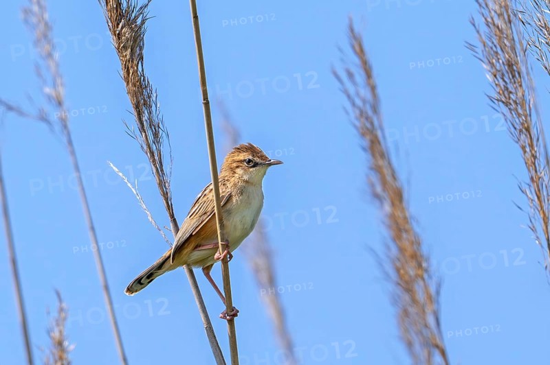 Zitting cisticola, streaked fantail warbler (Cisticola juncidis cisticola) perched in reed bed, reedbed in late spring, early summer