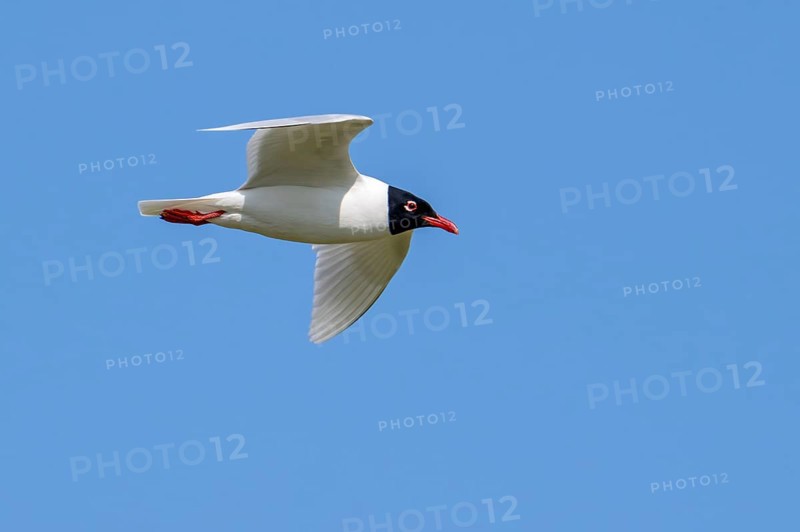 Mediterranean gull (Ichthyaetus melanocephalus, Larus melanocephalus) in breeding plumage flying against blue sky in spring
