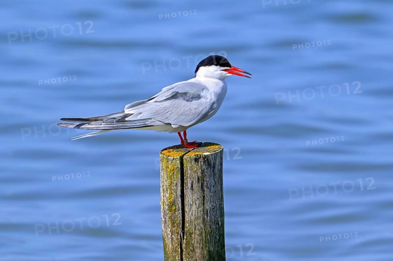 Ringed common tern (Sterna hirundo) adult in breeding plumage calling from wooden pole along the North Sea coast in late spring, early summer