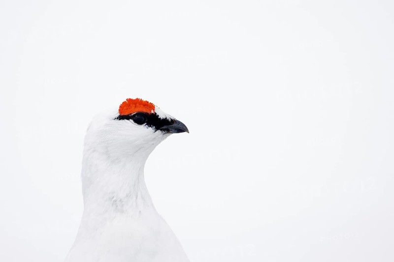Rock ptarmigan (Lagopus muta hyperborea) male with red eyebrows showing white winter camouflage colour on snow covered tundra in spring on Svalbard