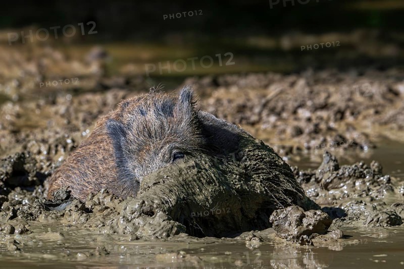 Wild boar (Sus scrofa) with muddy snout wallowing in mud puddle in forest