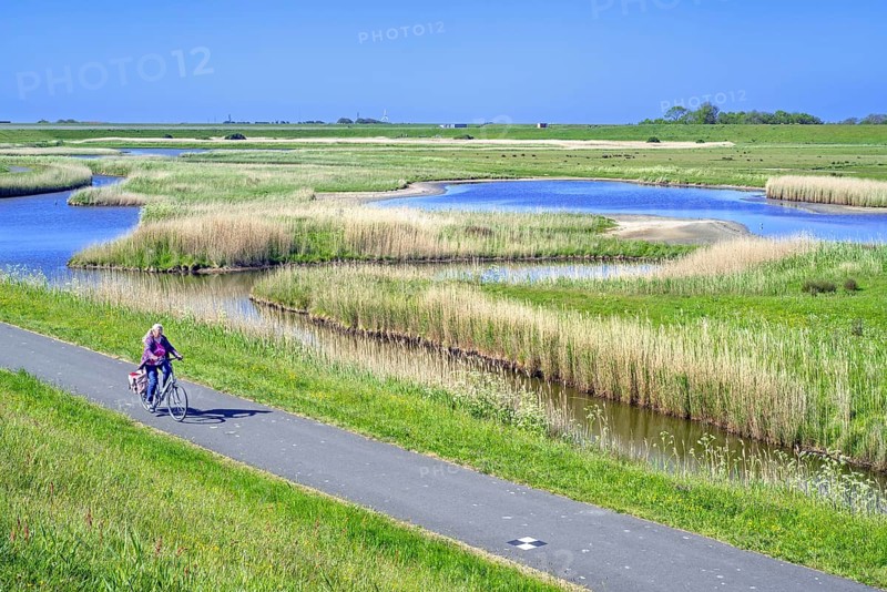 Cyclist and pond in brackish polder at nature reserve Zandkes from Natuurmonumenten near Dijkmanshuizen on Texel island, North Holland, Netherlands