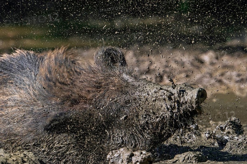 Close-up of muddy wild boar (Sus scrofa) shaking wet fur dry after taking mud bath by wallowing in mudhole, quagmire in forest