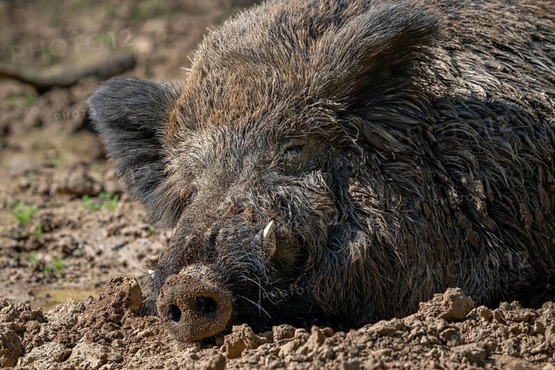 Wild boar (Sus scrofa) close-up of big male with large tusks sleeping in wallow, mud puddle