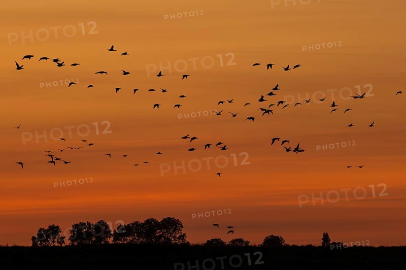 Flock of migrating brant geese, brent goose group (Branta bernicla) silhouetted in flight against orange sunset sky during migration in spring