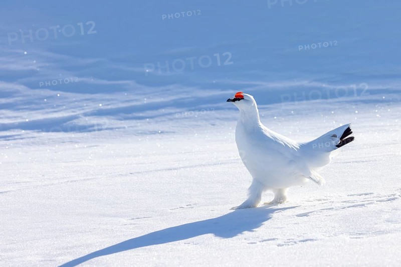 Rock ptarmigan (Lagopus muta hyperborea) male in white winter plumage with red eyebrows on snow covered tundra in spring on Svalbard, Spitsbergen