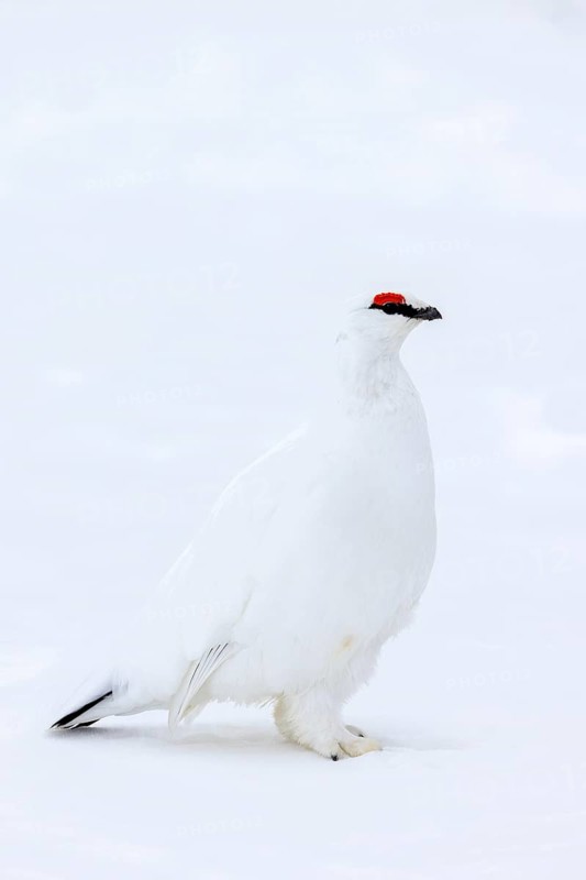 Rock ptarmigan (Lagopus muta hyperborea) male with red eyebrows showing white winter camouflage colour on snow covered tundra in spring on Svalbard