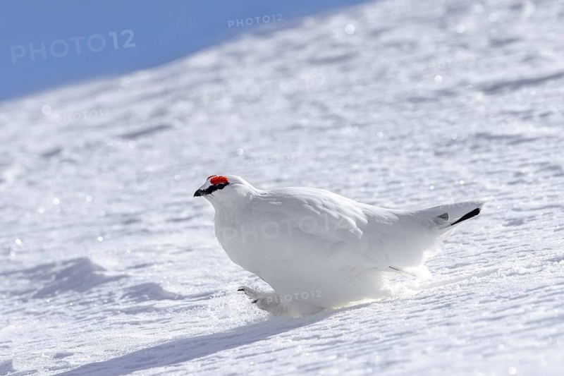 Rock ptarmigan (Lagopus muta) male in white winter plumage walking over snow covered tundra with feathered feet acting as snowshoes in spring