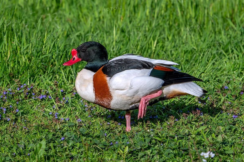 Common shelduck (Tadorna tadorna, Anas tadorna) adult male in breeding plumage resting on one leg in meadow in spring