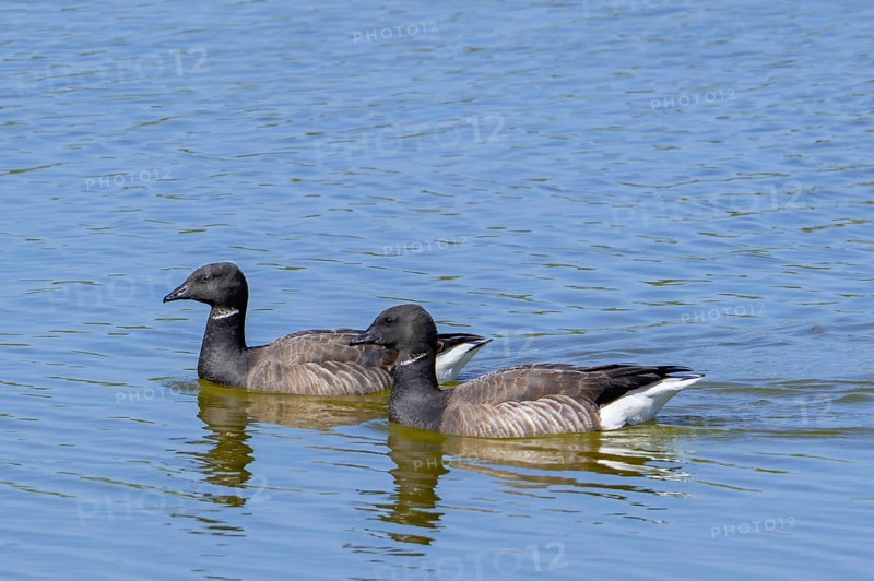 Two brant geese, brent geese (Branta bernicla) swimming pond in saltmarsh in spring