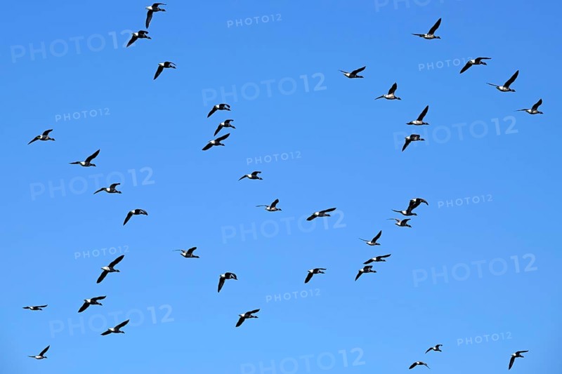 Flock of migrating brant geese, brent goose group (Branta bernicla) flying against blue sky during migration in spring