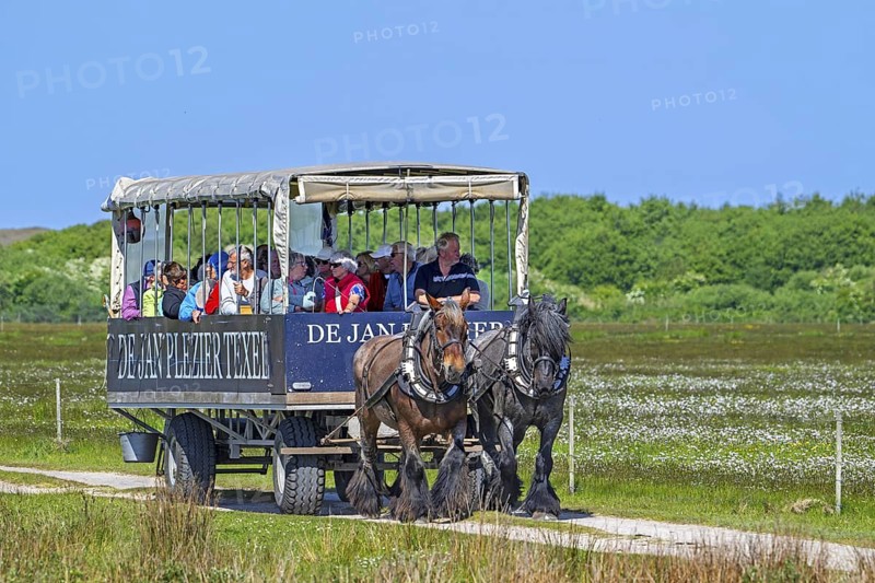 Two Belgian draught horses pulling De Jan Plezier Texel, covered wagon with tourists, on sightseeing tour in De Slufter, North Holland, Netherlands