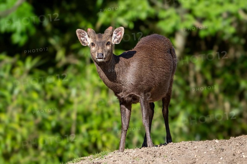 Reeves's muntjac, Chinese muntjac (Muntiacus reevesi) native to south-eastern China and introduced in UK, Ireland, Netherlands, Belgium, and Japan