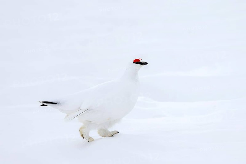 Rock ptarmigan (Lagopus muta hyperborea) male with red eyebrows showing white winter camouflage colour on snow covered tundra in spring on Svalbard