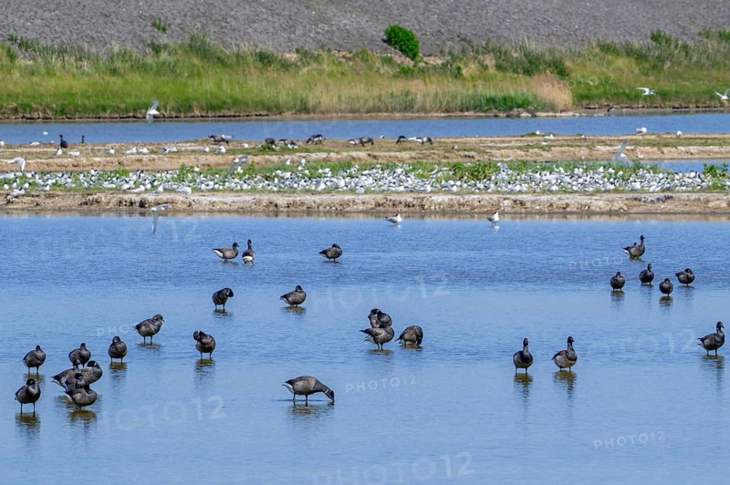 Flock of brant geese, brent goose (Branta bernicla) resting in shallow water of pond at Wagejot in spring on Texel island, North Holland, Netherlands