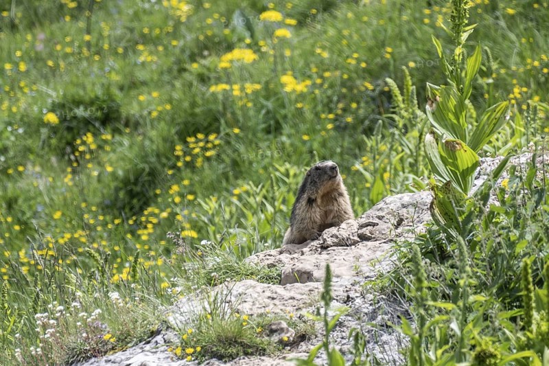 Marmot (Marmota marmota), Monte Baldo, Veneto, Italy