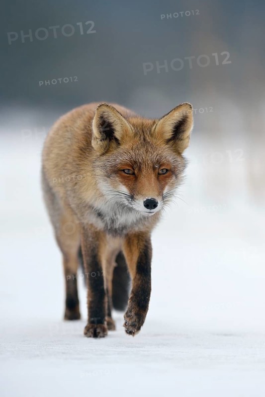 Considered... Red fox (Vulpes vulpes) in winter, running across a patch of ice in the snow towards the camera, head-on shot, native nature, Sauerland, North Rhine-Westphalia-Germany, Western Europe