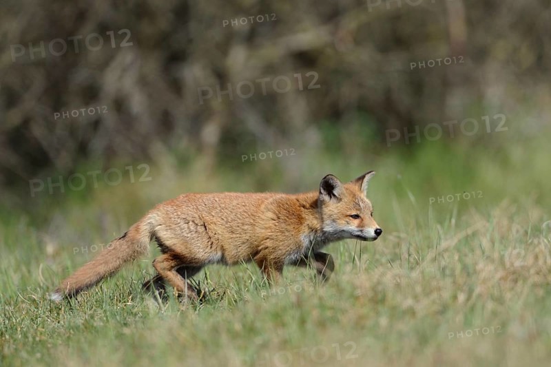Young fox... Red fox (Vulpes vulpes), fox pup, young fox, young exploring the environment, native nature, Lower Rhine, North Rhine-Westphalia, Germany, Western Europe