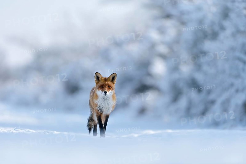 Winter wonderland... Red fox (Vulpes vulpes) runs through a snow-covered landscape along the edge of the forest directly towards the camera, frontal shot, great landscape, environment, native nature, Germany, Western Europe