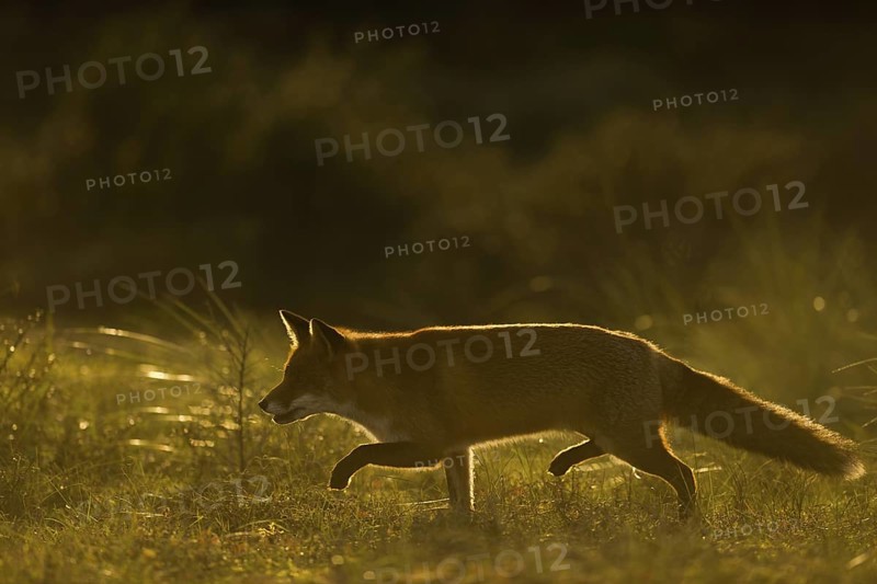 Stealthy hunter... Red fox (Vulpes vulpes), fox sneaking in the last evening light, backlight through a meadow, light fringe emphasises its elongated movement, atmospheric picture, native nature, North Holland, Netherlands, Western Europe
