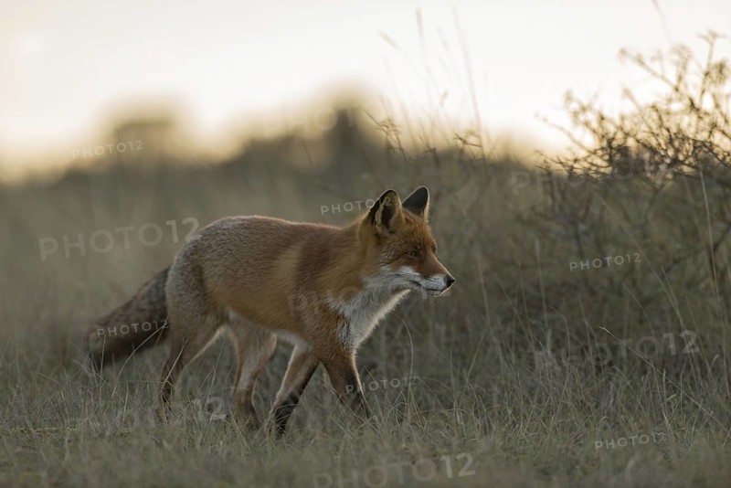 At dusk... Red fox (Vulpes vulpes), a fox running, creeping through tall grass along a bush in the late evening, using the cover, on the hunt, focussed, sly look, beautiful soft light, native nature, North Holland, Netherlands, Western Europe