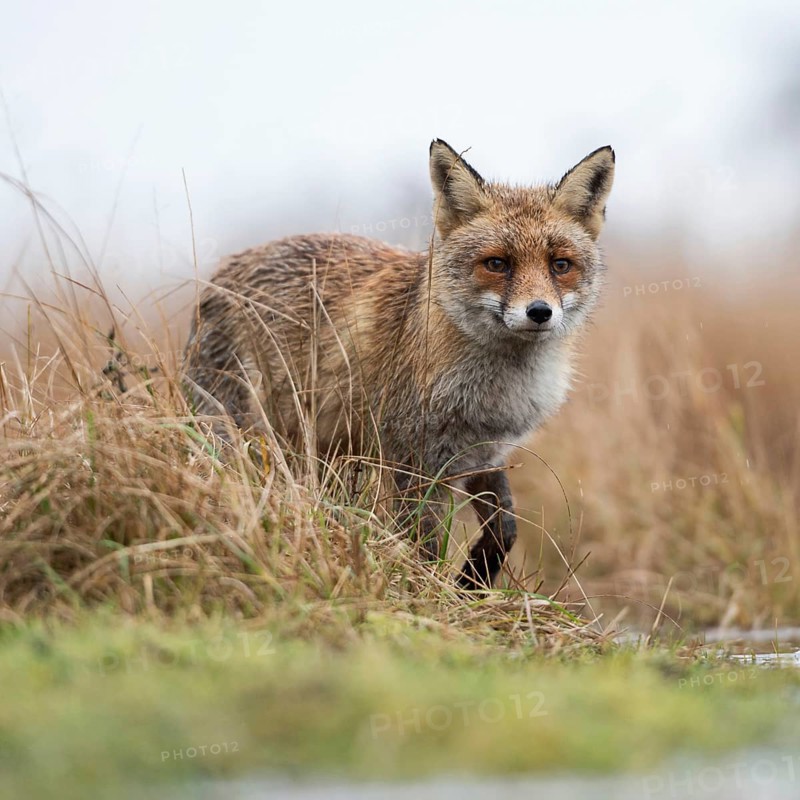 Red fox (Vulpes vulpes) at the edge of a body of water, hunting in a marshy area, observing attentively, impressive deep perspective, from a frog's eye view, native wildlife, wildlife, Europe, native nature, North Holland, Netherlands, Western Europe
