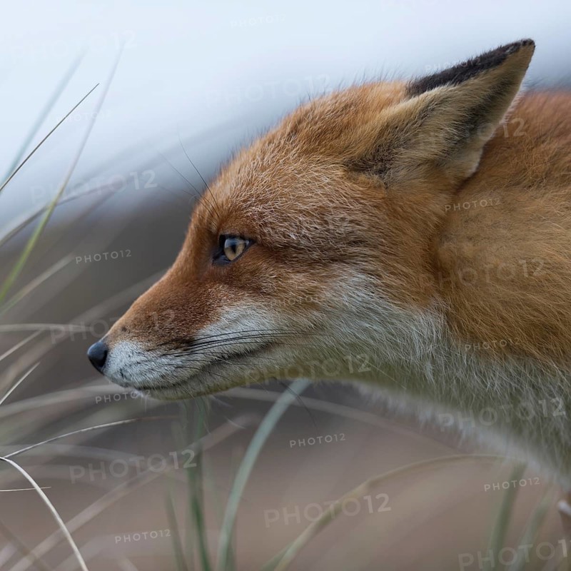 Red fox (Vulpes vulpes), adult, close-up, head portrait, suspiciously observing, focussed, ears laid back, natural environment, native wildlife, wildlife, native nature, North Holland, Netherlands, Western Europe