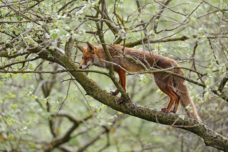 Climbing fox... Red fox (Vulpes vulpes) climbing into a tree, foxes are very adaptable animals and also skilful climbers, nevertheless a fox in a tree is a rather unusual observation, native nature, North Holland, Netherlands, Western Europe