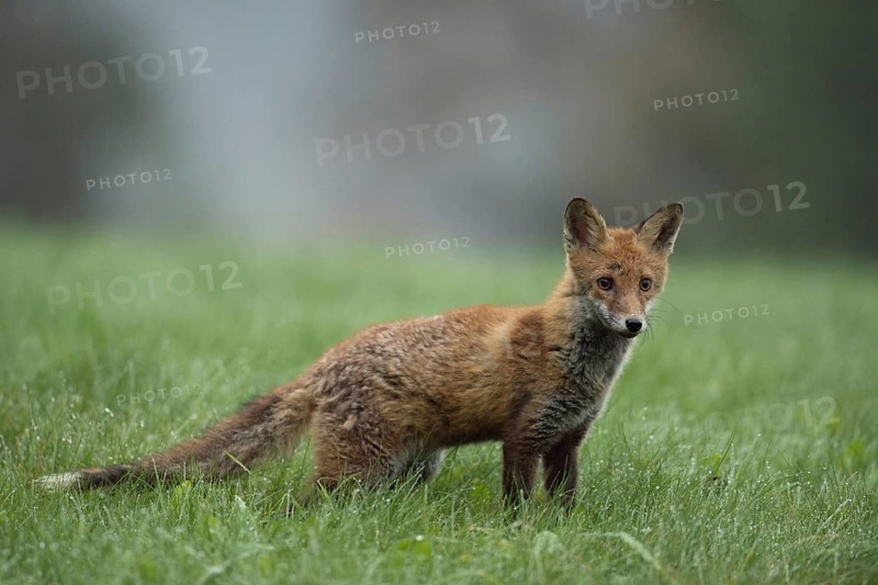 On a dewy meadow... Red fox (Vulpes vulpes), young fox standing early in the morning on a dewy meadow at the edge of a forest, classic fox photograph in a natural and typical environment, native nature, North Rhine-Westphalia, Sauerland, MÃ¤rkischer Kreis, Germany, Western Europe
