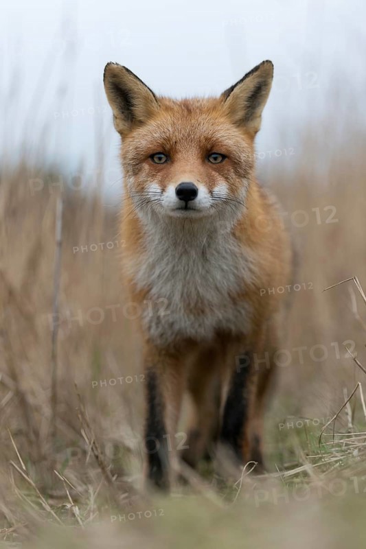 Red fox (Vulpes vulpes) walking on a fox pass through high, dry reed grass, low perspective, mouse perspective, frontal view, close-up, curious look, series of funny animal pictures, native nature, North Holland, Netherlands, Western Europe