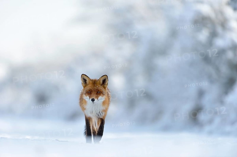 Eye contact... Red fox (Vulpes vulpes) runs through a snow-covered landscape along the edge of the forest directly towards the camera, frontal shot from an impressively low perspective, great landscape, surroundings, winter fairy tale, native nature, Germany, Western Europe