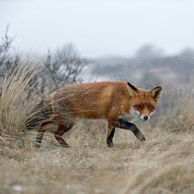 Red fox (Vulpes vulpes) in winter, sly look, sneaking through dry grass over a hill in snowfall, is on the hunt, winter, shows typical behaviour, wildlife, wild animals, native nature, North Holland, Netherlands, Western Europe
